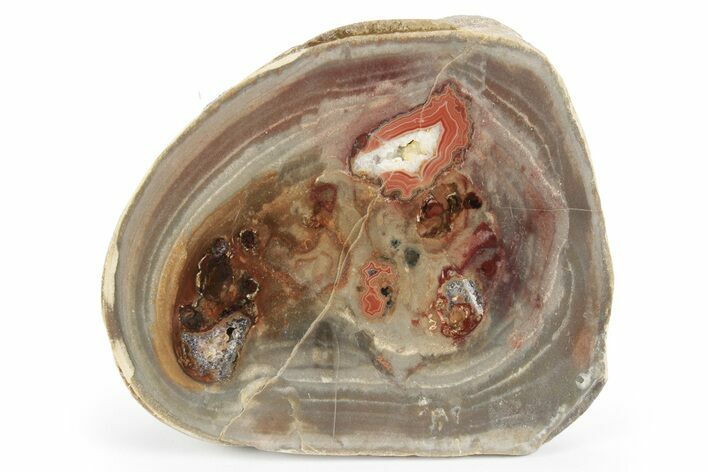 Polished Devil's Red Agate - TeePee Canyon, South Dakota #246321